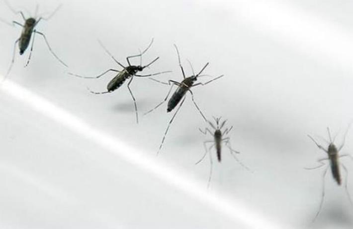 Acecha el Zika y el IMSS emite recomendaciones 
